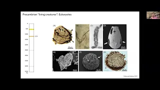 Precambrian lifeforms, reconstructed - Akshay Mehra - University of Washington