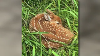 What to do if you see a fawn alone