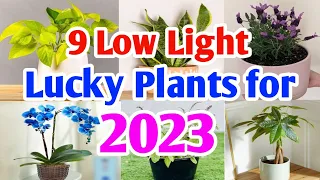 Top 9 Low Light Indoor Lucky Plants for 2023 for Health, wealth and Goodluck | Plant and Planting