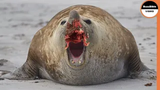 4,000 KG Elephant Seal Loses Nose And Crown in A Fierce Battle