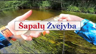 Šapalų Žvejyba - Gabrielius Ser