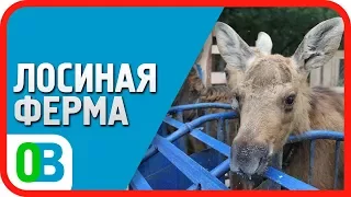 ЛОСИНАЯ ФЕРМА - Государственный природный заказник Сумароковский