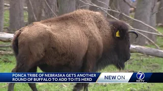 Rebuilding the bison population in Nebraska