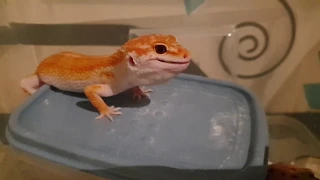 Lizard feeding time. Leopard geckos having dinner