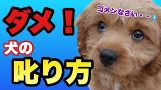 犬の叱り方　重要なのは〇〇！ドッグトレーナーの叱り方はこうです。叱り方をマスターしましょう！