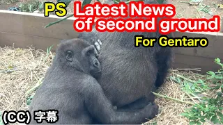 Little gorilla is tired of playing and takes a nap on Mom's back. Kintaro｜Momotaro family
