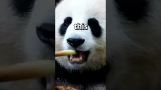 HAVE YOU EVER seen a PANDA Like This 🤣 | Wholesome Animals