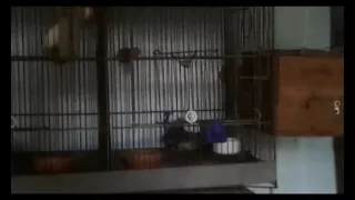 Lovebird Mating with an intense music