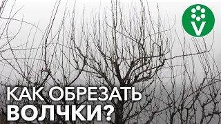 Как удалять ВОЛЧКИ НА ГРУШЕ? Пример обрезки запущенной груши