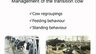 Transition cow management - brought to you by AHDB Dairy