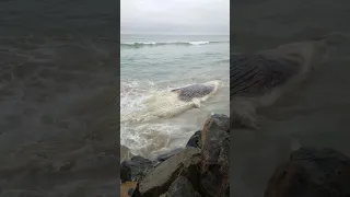 Whale at Preston Beach Marblehead. MA. Washed up whale. #Boston.