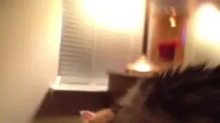 Sunny the Norwegian Forest Cat sings along to “She’ll Be Comin’ Round the Mountain”