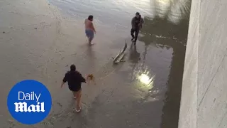 Baby shark is saved by beach goers after they pull it to safety - Daily Mail