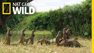 Mongooses Stick Together For Survival | Nat Geo Wild