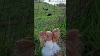 Gus wants to join the herd #doglover #cute #doggo