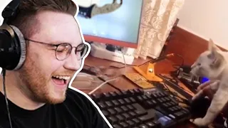 OhnePixel reacts to cat unboxing knife on reddit - OhnePixel recap