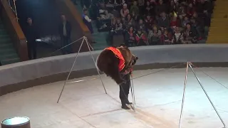 Медведь на канате! Потрясающее представление Фата Моргана в Запорожском цирке!