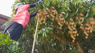 Harvesting Lychee Garden Goes to the market sell - Animal Care | Lý Thị Hoa