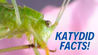 🌿 10 Jaw-Dropping Katydid Facts That'll Blow Your Mind 🤯
