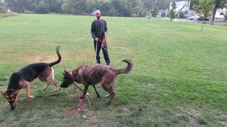 LIVE--Dutch Shepherd meets my GSD...this is how to properly introduce 2 new dogs, be fair yet firm!!