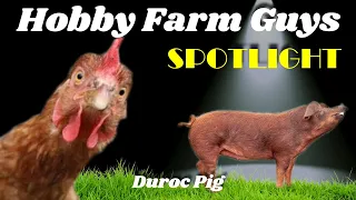 HFG Farm Animal Spotlight: Duroc Pig