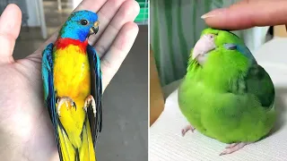 Baby Animals 🔴 Funny Parrots and Cute Birds Compilation (2020) Loros Adorables Recopilación #4