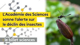 Les insectes sont en train de disparaître