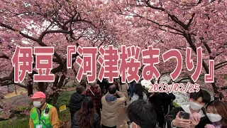 3月5日まで 伊豆 河津桜まつり2023