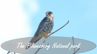 A day trip to the Pilanesberg national park!