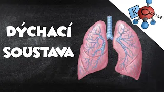 Dýchací soustava člověka - prezentace pro žáky ZŠ