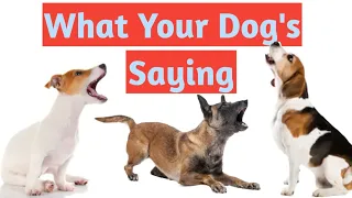 What Is My Dog Saying When He Barks – Dog Barking Explained by Science