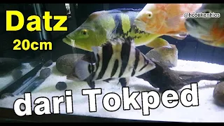 Unboxing Beli 3 Ekor Ikan Datz Sumatra 20cm dari Tokopedia