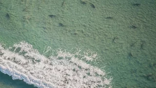Thousands of Sharks Clog the Coastline of Florida