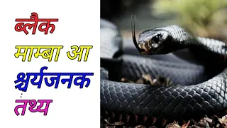 Dangerous Facts About Snakes | Black Mamba Amazing Facts | Interesting Facts | Random Facts #shorts