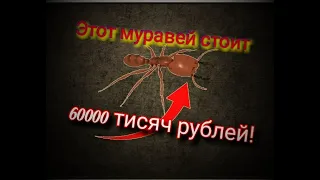 ЭТОТ МУРАВЕЙ СТОИТ 60000 ТЫСЯЧ!