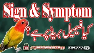 birds breeding signs and symptoms Video No 255