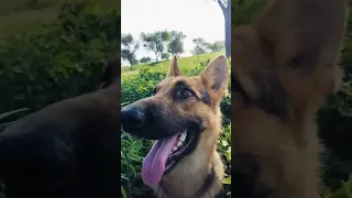 #ekta #trending #shortsfeed #viral #reels #shortvideo #subscribe ##germanshepherd