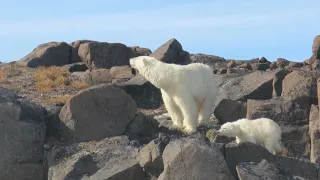 Polar bear mom with cub, Svalbard