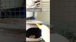 Cockatiel egg hatching process..!