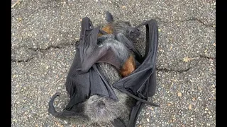 Rescuing an orphan flying-fox:  this is Sultana