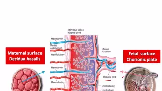 Imaging of placenta Nov 2013   Dr Rasha kamal In Arabic