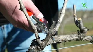 PODA DE INVIERNO, FRUCTIFICACIÓN.