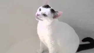 Cat sneezes 51 times