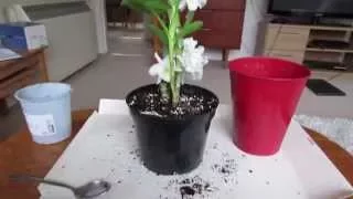 Repotting Dendrobium Orchid