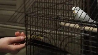 DAY ONE WITH A SCARED FLIGHTED BUDGIE | Bringing Home a Pet Parakeet (Flighted!)