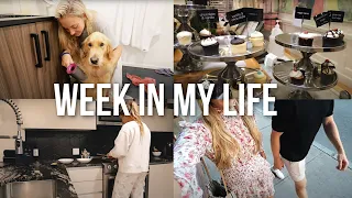 week in my life: cooking, shopping, lots of sweets + Brody gets a bath !