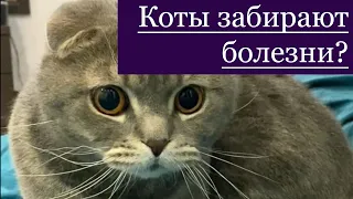 КОШКИ ЗАБИРАЮТ БОЛЕЗНИ