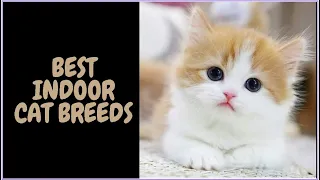 Best Indoor Cat Breeds