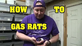 Making frozen rats to feed pythons. Gassing, packaging, and freezing techniques.