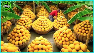 The Most Modern Agriculture Machines That Are At Another Level,How To Harvest Mangoes In Farm ▶3